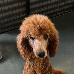 Ruby - Poodle
