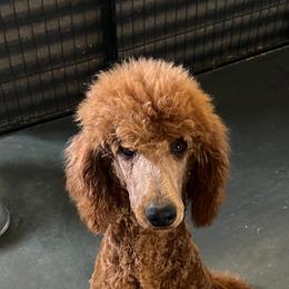 Ruby - Poodle