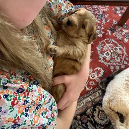 Goldendoodle Puppies from Esmé Doodles