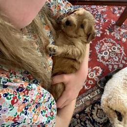 Goldendoodle Puppies from Esmé Doodles