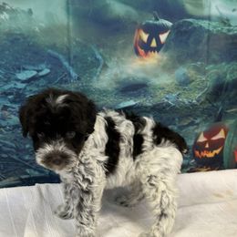 Liver Parti Female 3 - Parti female Miniature Schnauzer puppy in Clover, South Carolina from Bobo’s Babies Kennels