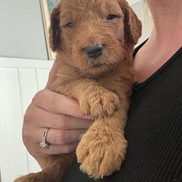 Kennedy - Apricot male Goldendoodle puppy in De Land, Florida from Rezapour Doodle Estate