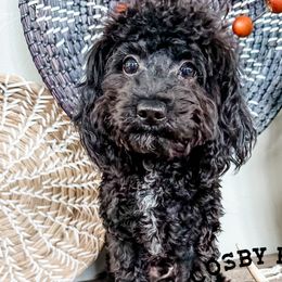 Boy 2 - Black Goldendoodle puppy in Newcastle, Oklahoma from Cosby Ranch Doodles