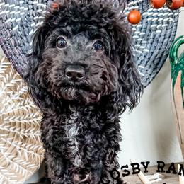 Boy 2 - Black Goldendoodle puppy in Newcastle, Oklahoma from Cosby Ranch Doodles