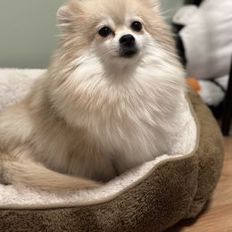Sab - Pomeranian