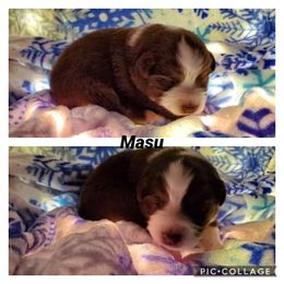 Miniature American Shepherd Puppies from WestOak Miniature American Shepherds