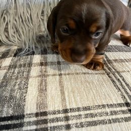 Dachshund Puppies from Regan's Divas