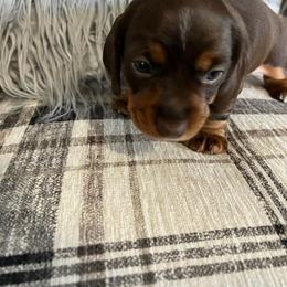 Dachshund Puppies from Regan's Divas