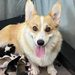 Stella Rosa - Pembroke Welsh Corgi