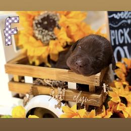 Purple Female - Chocolate female Labrador Retriever puppy in Carrollton, Virginia from Southern Heritage Retrievers