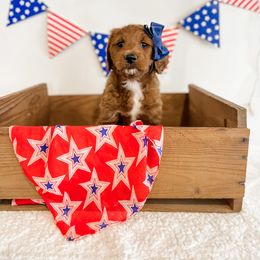Star - Red  female Goldendoodle puppy in Eagle Mountain, Utah from Golden Heaven Puppies