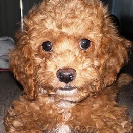 Bernedoodles, Golden Aussiedoodles, and Goldendoodles from Vallevistadoodles