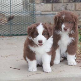 Australian Shepherd Puppies from Big Sky Aussies