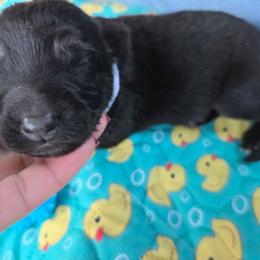 Carl - Black and tan male German Shepherd puppy in Berry, Alabama from Whisper Gray