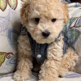 Tito - Cream male Maltipoo puppy in Bakersfield, California from Silvia's Maltipoos