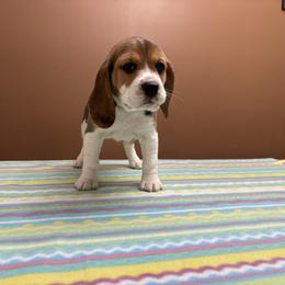 Merry - Black tan and white female Beagle puppy in St. Cloud, Minnesota from Beagle Blessings