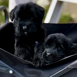 Girl 6 - Black female Giant Schnauzer puppy in Wildomar, California from My Angel Schnauzers