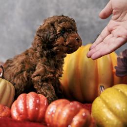 Girl 1 - female Poodle puppy in Newborn, Georgia from Majestail Companions Co