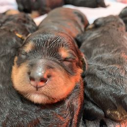 Bernedoodle Puppies from Sun Dog, Port Angeles