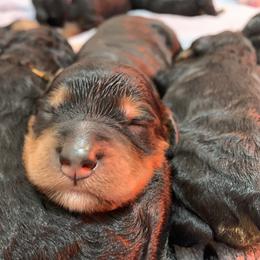 Bernedoodle Puppies from Sun Dog, Port Angeles