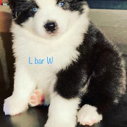 Australian Shepherd and Miniature Australian Shepherd Puppies from L Bar W Aussie Ranch