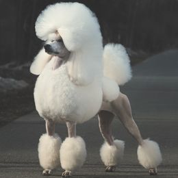 Poodles from Galavanting Poodles