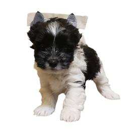 Charlie - Parti male Yorkshire Terrier puppy in Mattoon, Illinois from Strohlz Yorkies