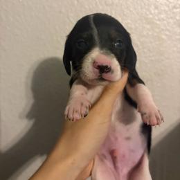 Rolly - Piebald male Dachshund puppy in Conroe, Texas from R&M Dachshunds