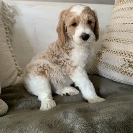 Goldendoodle Puppies from Edge Farm Goldendoodles