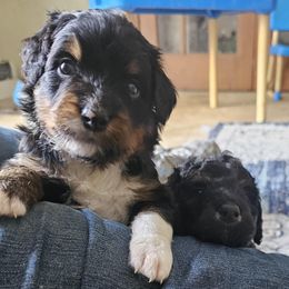 Bernedoodle Puppies from Joyful Pastures Homestead