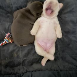 French Bulldog Puppies from Boise French Bulldogs