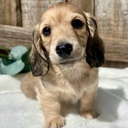 English Cream2 - Cream male Dachshund puppy in Nampa, Idaho from Long_and_Low_Dachshunds