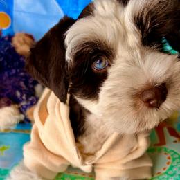 Miniature Schnauzer Puppies from LIZ FANCY SCHNAUZERS