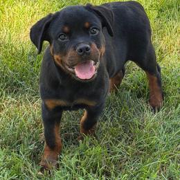 Gotti (Orange collar) - Black and mahogany male Rottweiler puppy in Industry, Illinois from KDKs Kennels