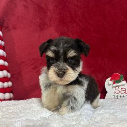 Sir Stokely - Parti male Miniature Schnauzer puppy in Lufkin, Texas from C&K’s Schnauzer House
