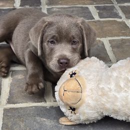 Venius - Silver female Dilute Retriever puppy in Gaffney, South Carolina from Circle D Farms