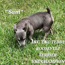 Sam - Teddy Roosevelt Terrier