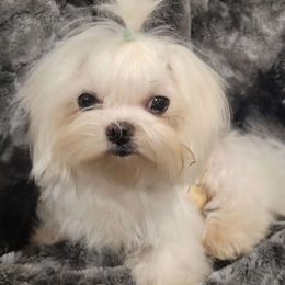 Pip - Maltese