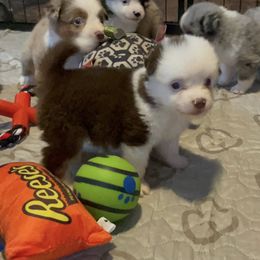 Swiss - Red tri-color male Miniature American Shepherd puppy in Garysburg, North Carolina from Schaefer's Miniature American Shepherds