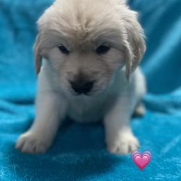 Miss 💗 - Light golden Golden Retriever puppy in Indepenence, Missouri from Goldenhubb