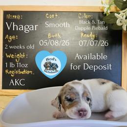 Vhagar - Dapple male Dachshund puppy in Hoquiam, Washington from Heyd's Mini Dachshunds