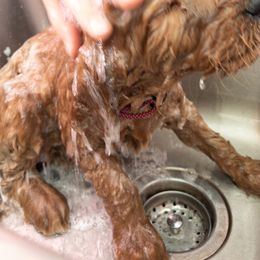 Goldendoodle Puppies from Abner Creek Doodles