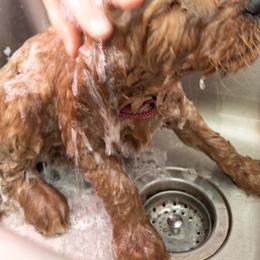 Goldendoodle Puppies from Abner Creek Doodles