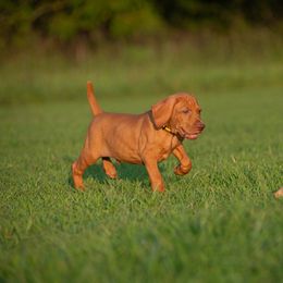 German Shorthaired Pointer and Vizsla Puppies from Nosam Kennels