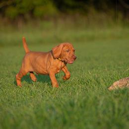 German Shorthaired Pointer and Vizsla Puppies from Nosam Kennels