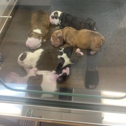 Bulldog Puppies from The Wrinkle Connection