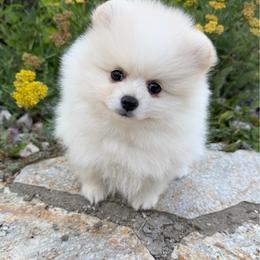 Frosty x Mitzi Female - Cream female Pomeranian puppy in Pocatello, Idaho from Avalon Pomeranians