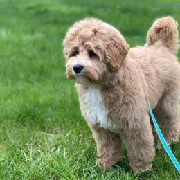 Finn - Australian Labradoodle