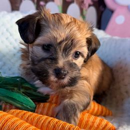 Dudley - Fawn sable Havanese puppy in Clermont, Florida from Country Sweet Havanese and Creative Coaching