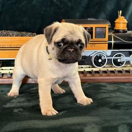 Pug Puppies from Purebred Pugs of Puget Sound
